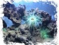 /album/animaux/fleur-de-mer-jpg/